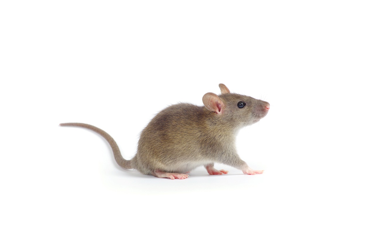 A mouse stands in front of a white background.