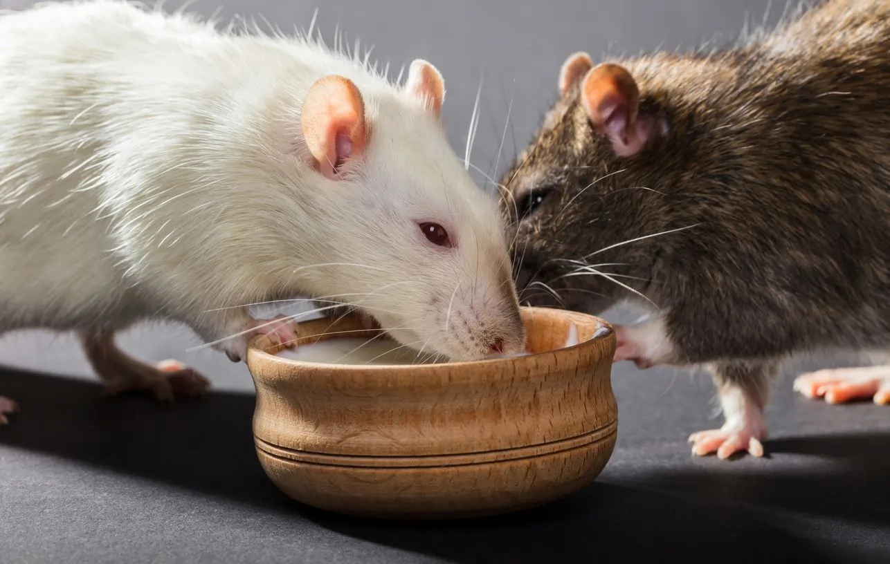 A white and a brown rat drink from a wooden bowl.