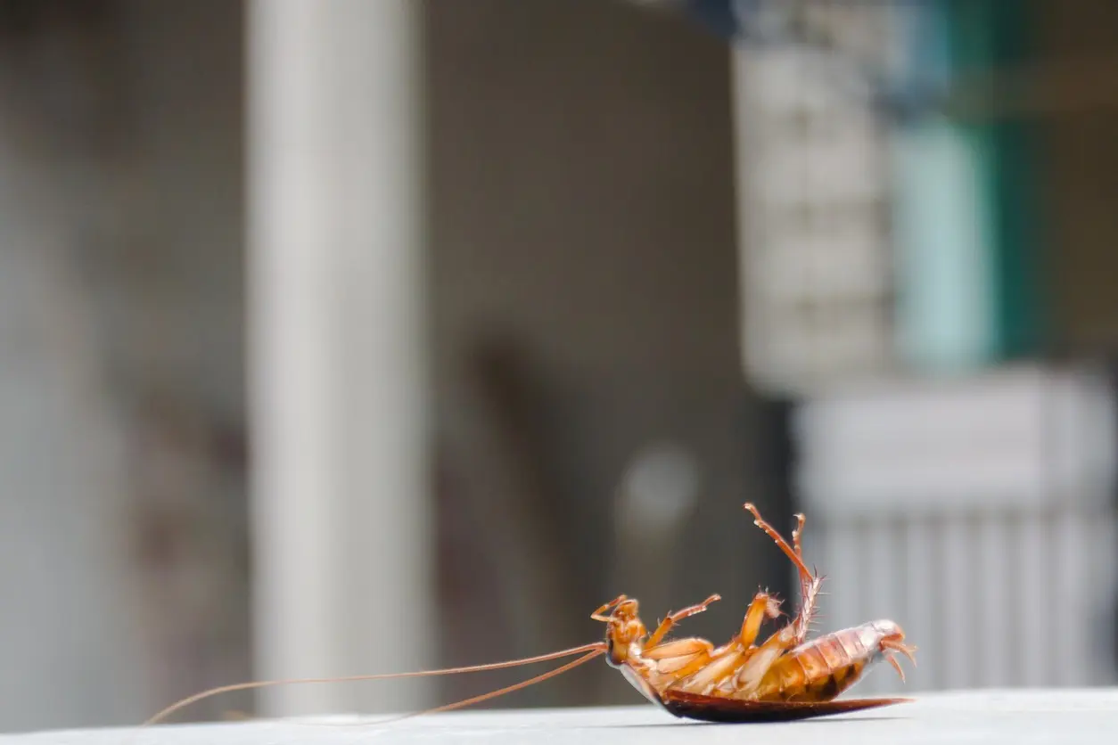 A dead cockroach is curled up on a white table.