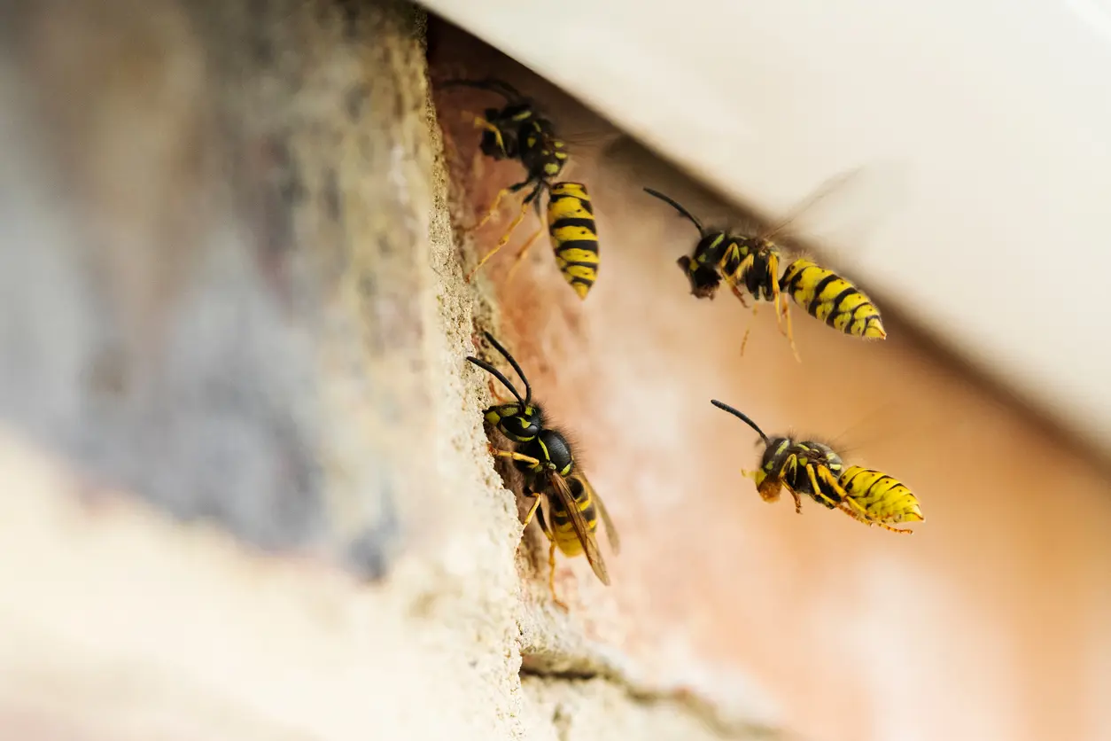 A group of wasps building a nest.