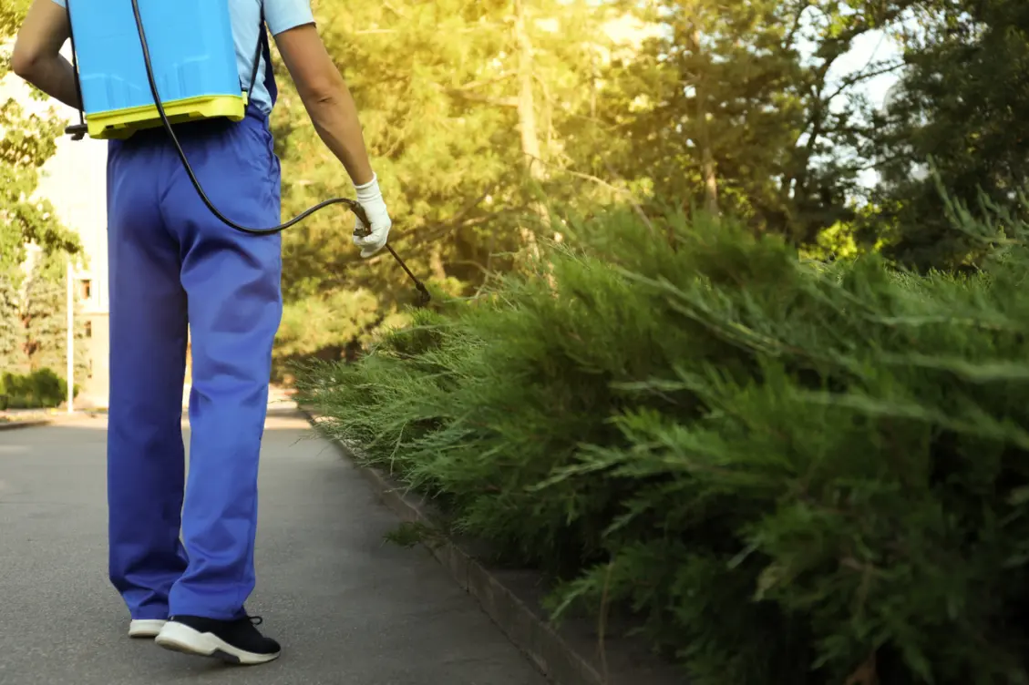 Pest control technician spraying bushes.