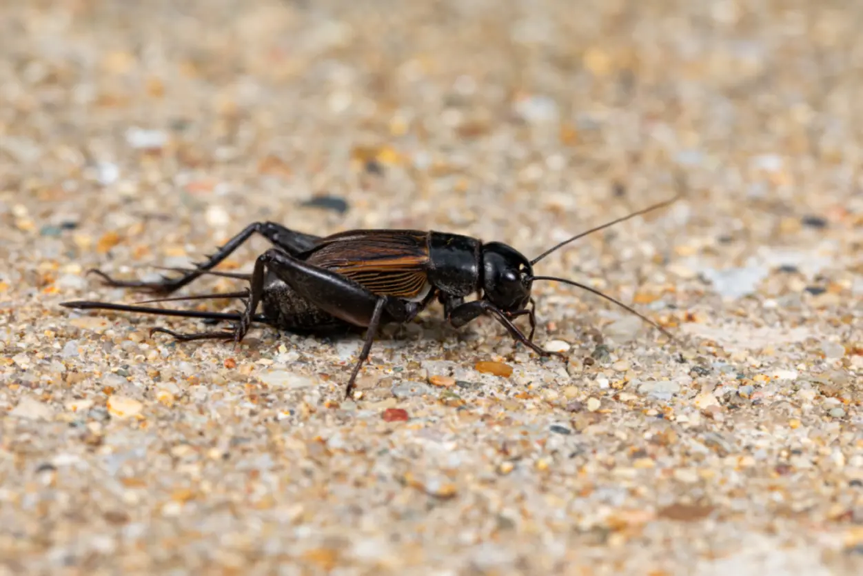 Black cricket.