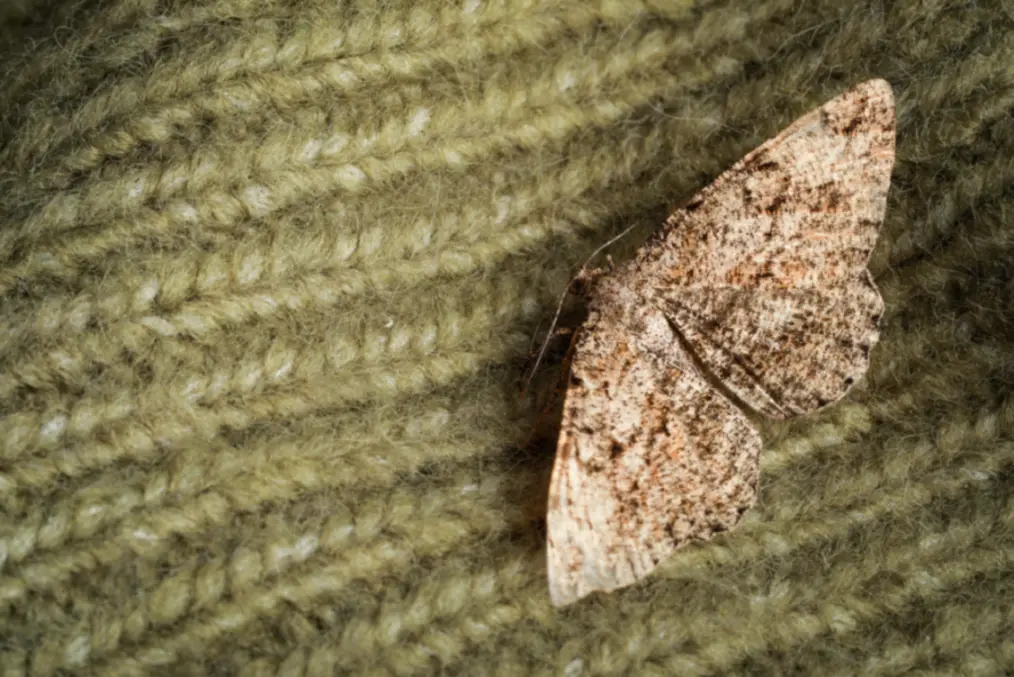 Moth on a sweater.