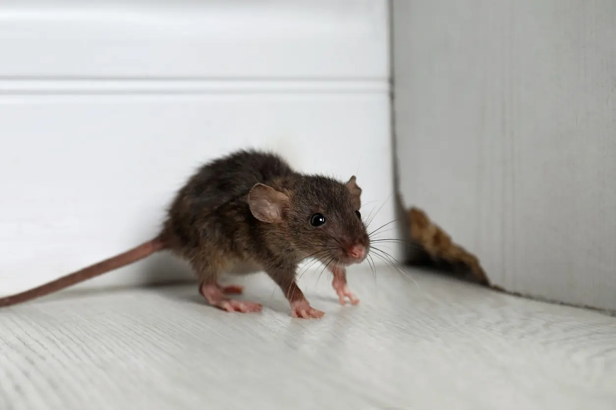 A small rat located near a wooden wall.