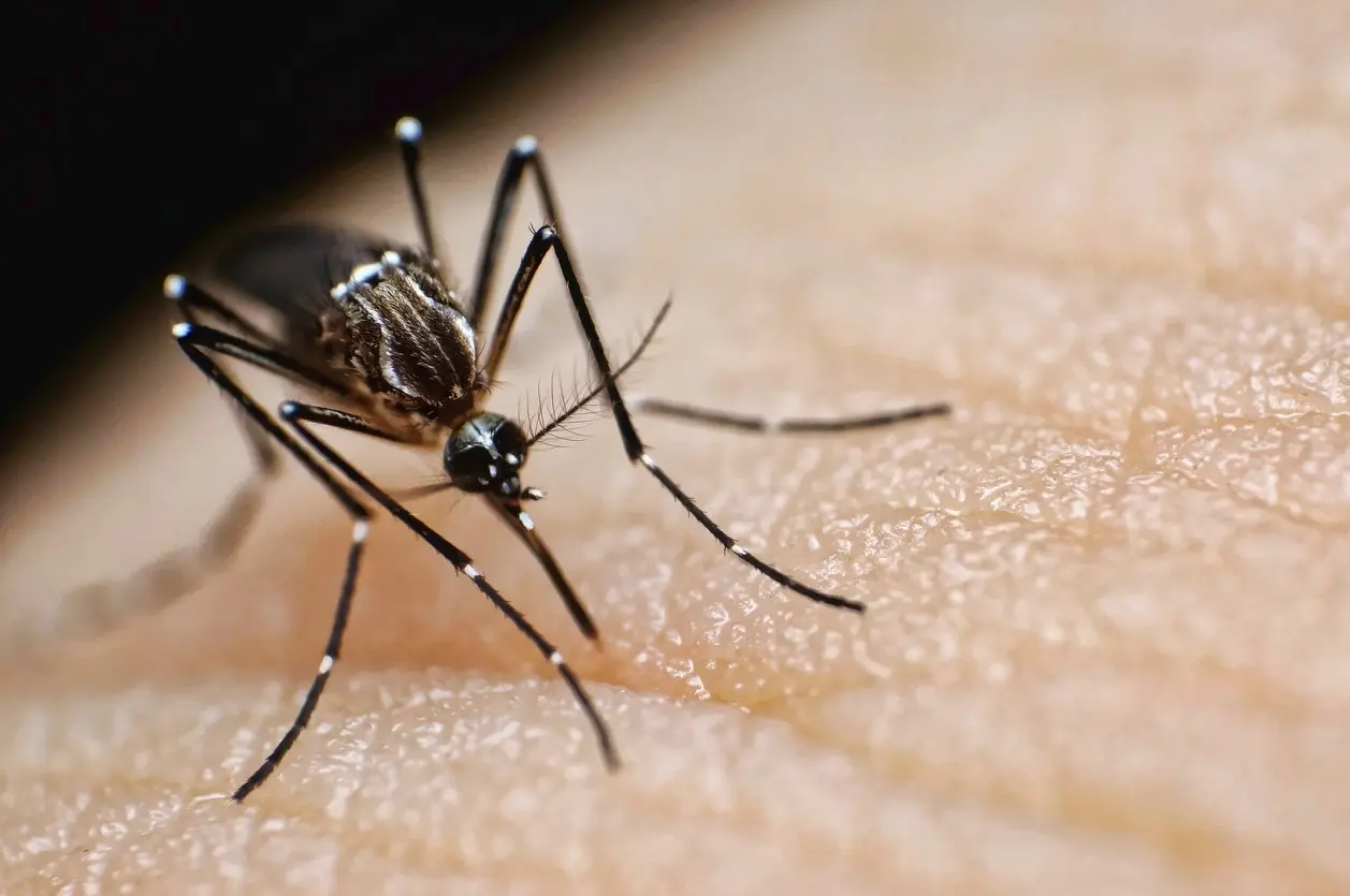 A mosquito making its landing.