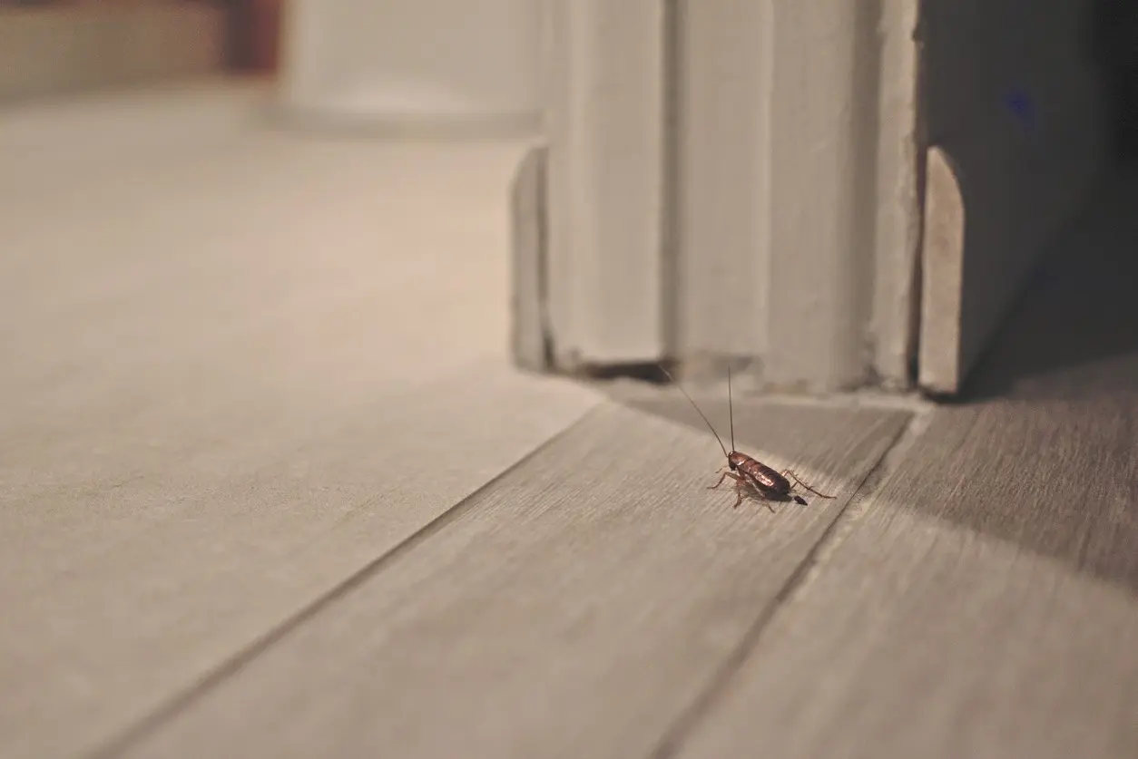 A cockroach walks through a doorway on a wooden floor.