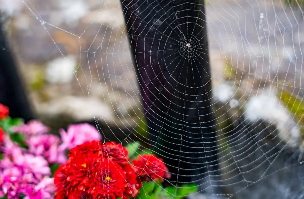A large spiral spiderweb sits in front of pink and red flowers.