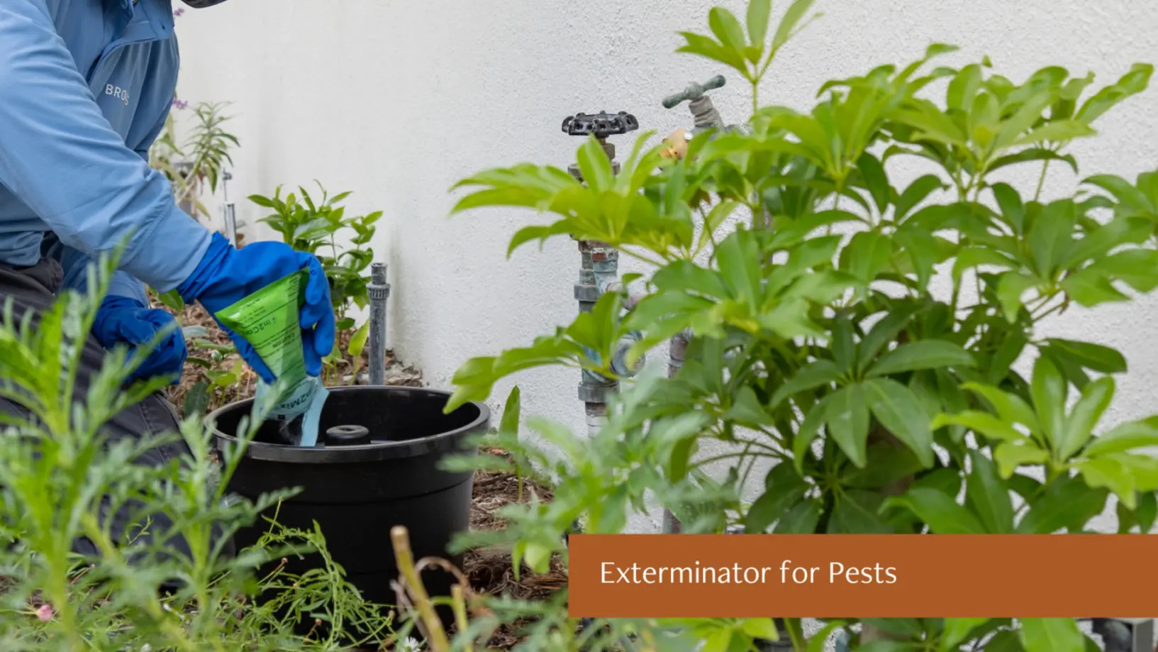 Exterminator for Pests