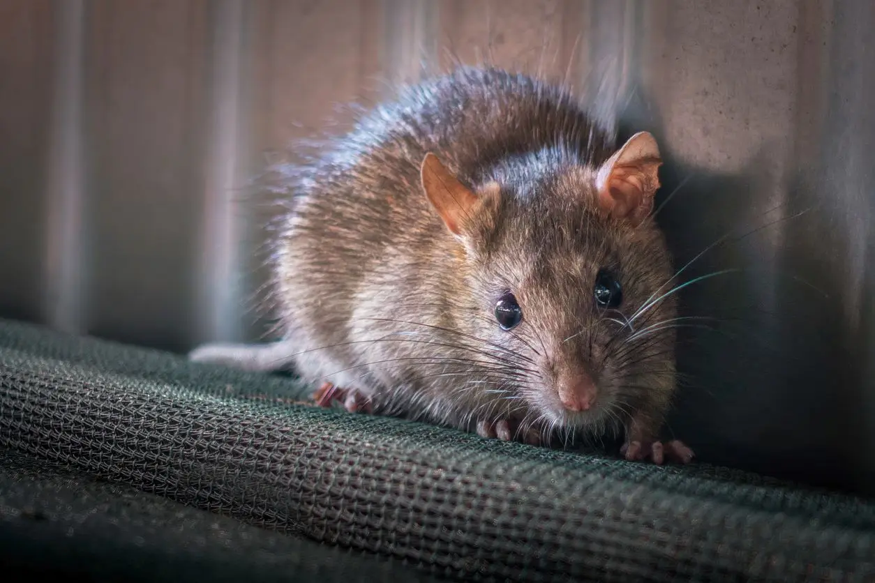 A brown rat stands on the back of a chair with a nervous expression.