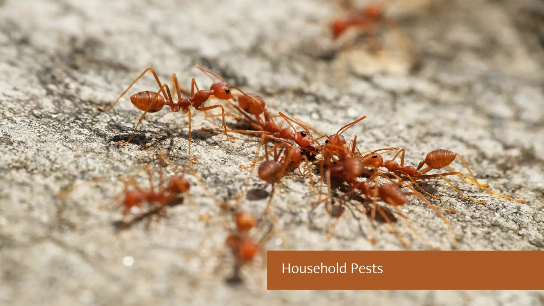 Household Pests