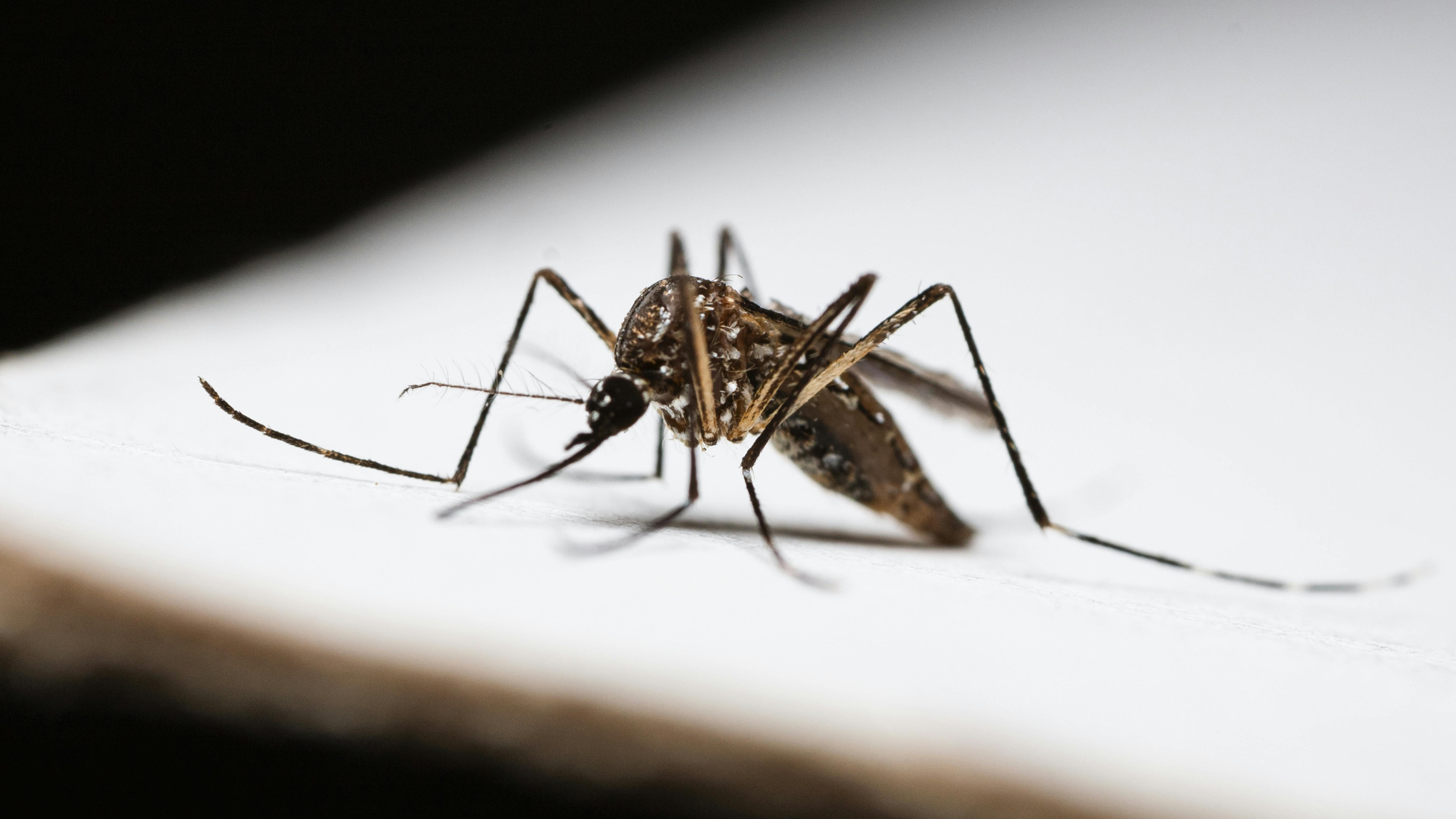 Pests to Watch Out for This April in Georgia, Tennessee, and Texas