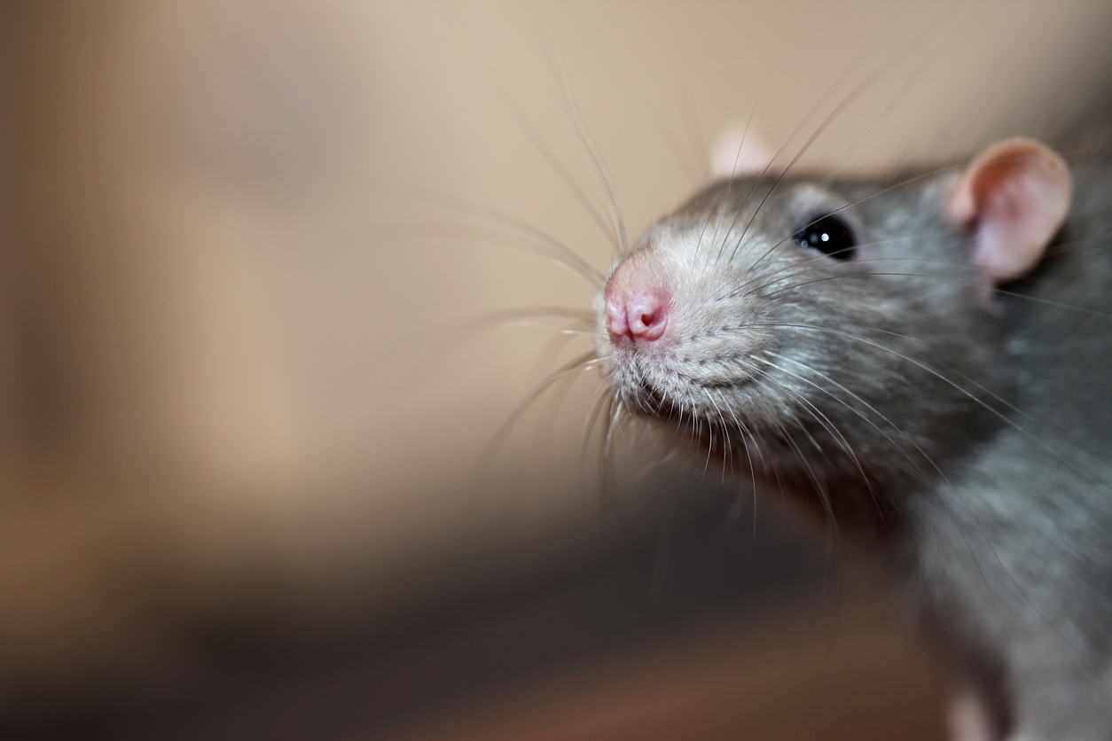 A rat pokes his nose at the camera in a close shot.