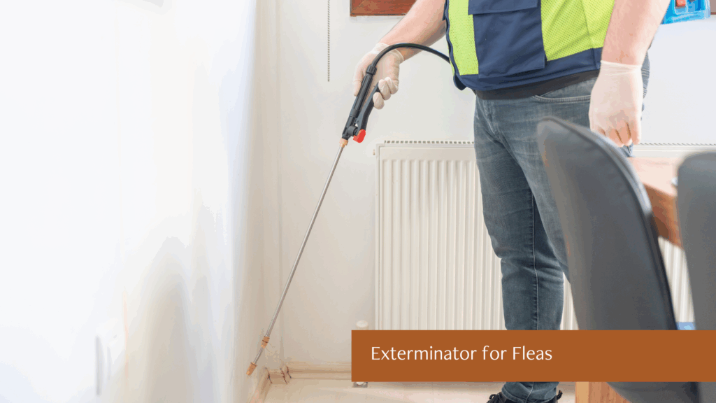 Exterminator for Fleas