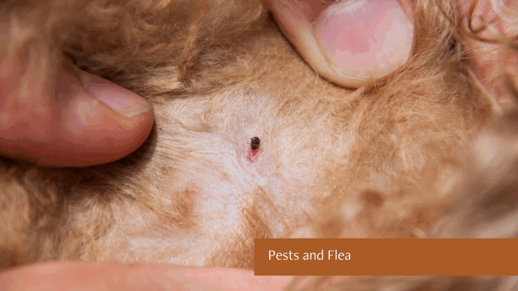 Pests and Flea