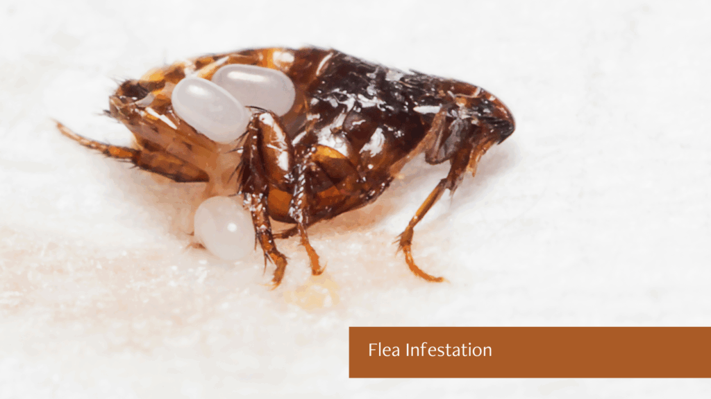 Flea Infestation
