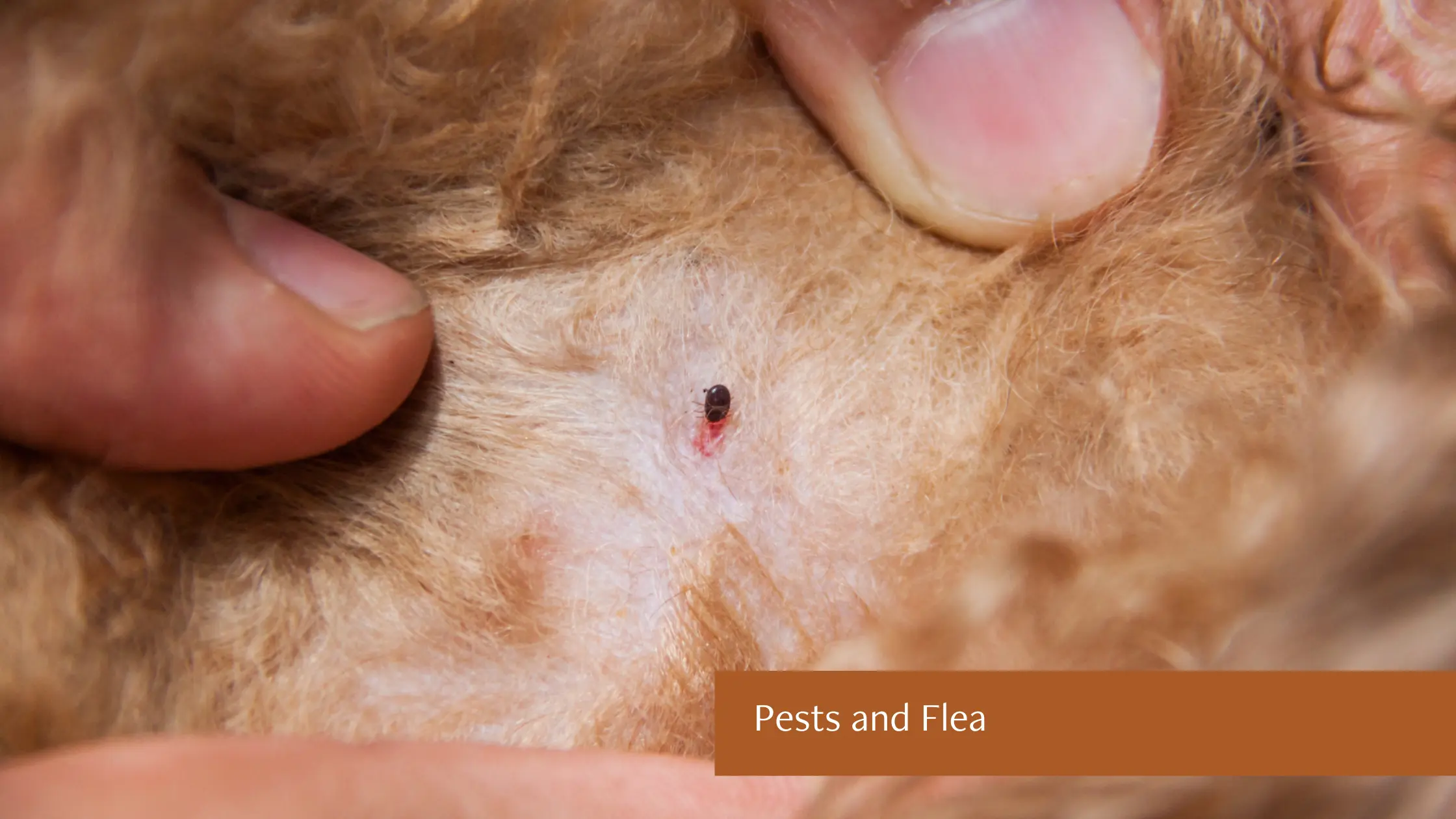 Pests and Flea