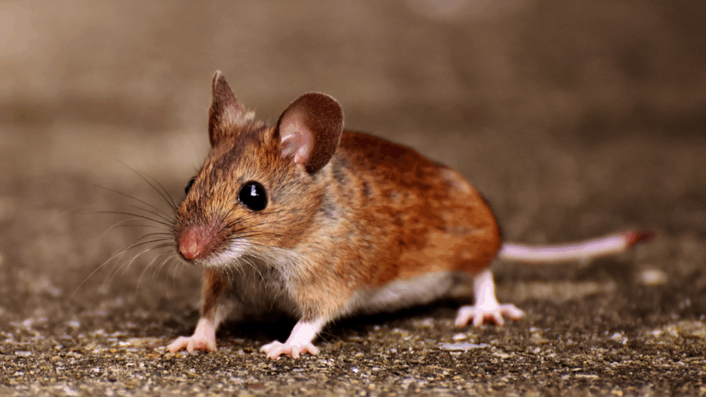 Is It a Mouse or a Vole? Here’s How to Tell