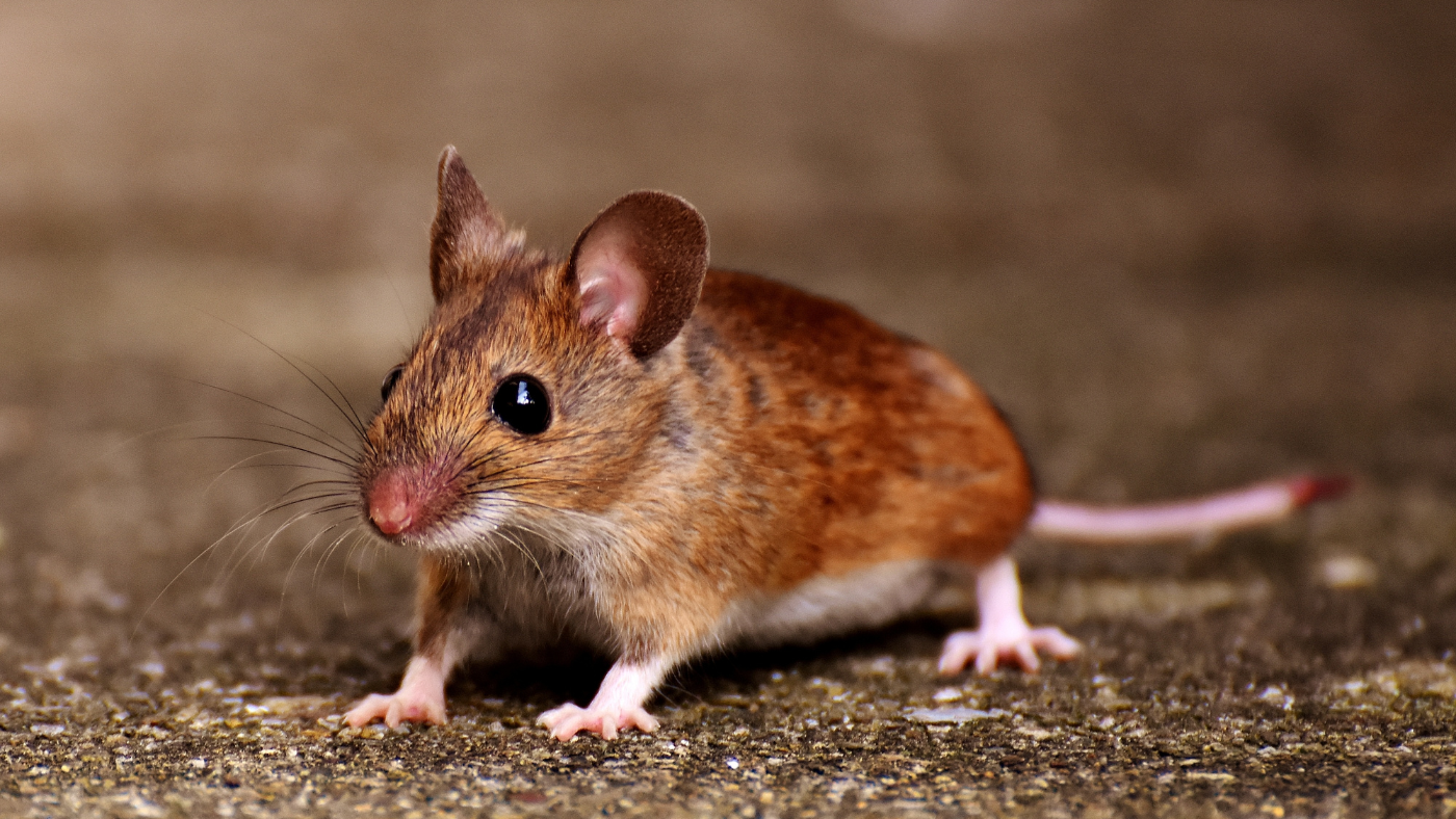 Is It a Mouse or a Vole Here’s How to Tell