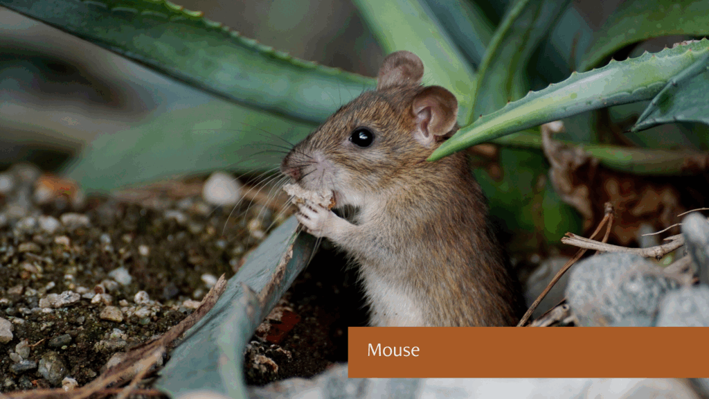 Mouse