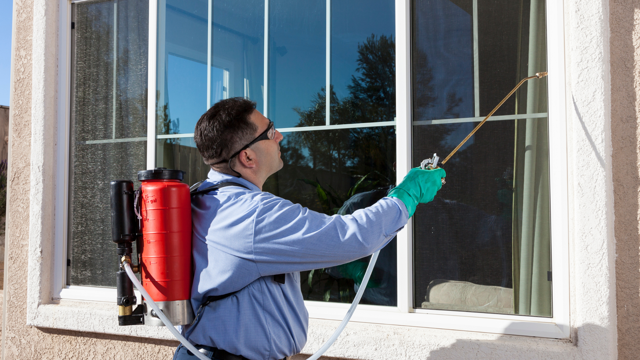 Professional Pest treatment Service