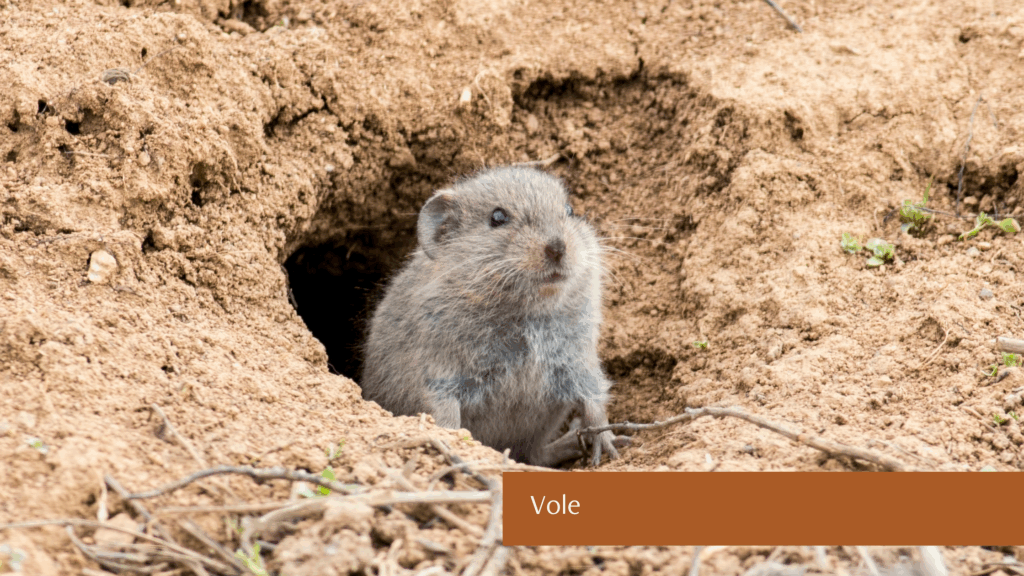 Vole