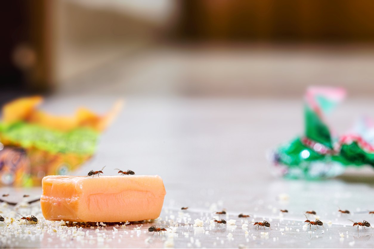 A trail of red ants crawls on a piece of orange candy surrounded by sugar.