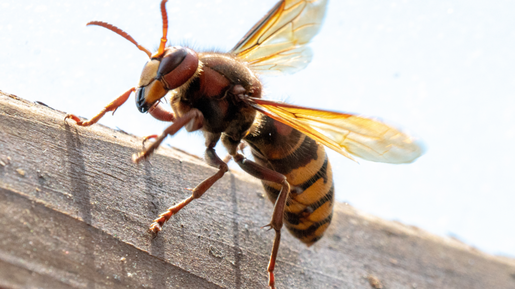Hornet vs Wasp: How to Tell the Difference