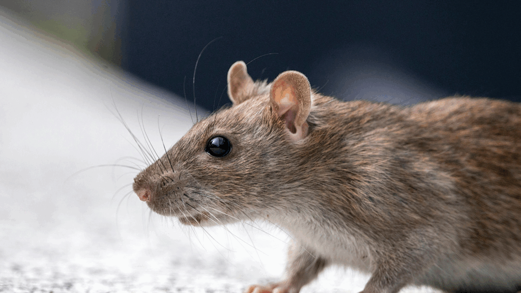 Comprehensive Guide to Rat Pest Control
