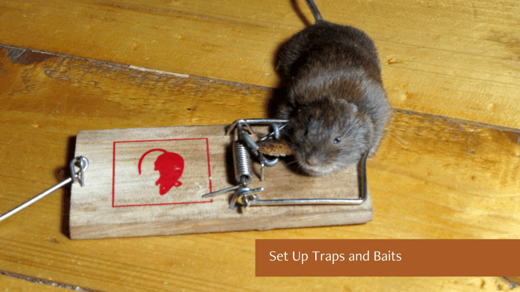 Set Up Traps and Baits for Rats 