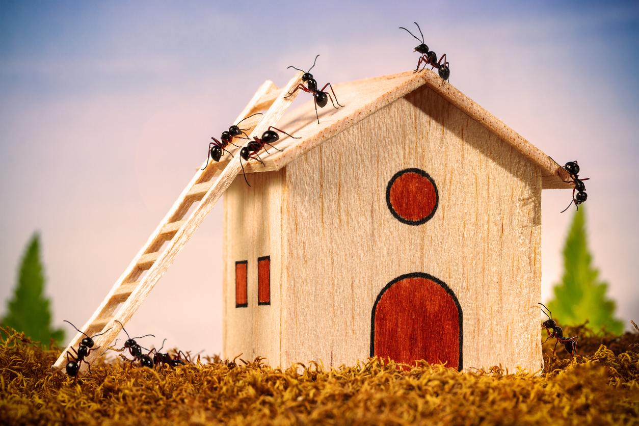 A comical depiction of ants scaling a tiny wooden model home.