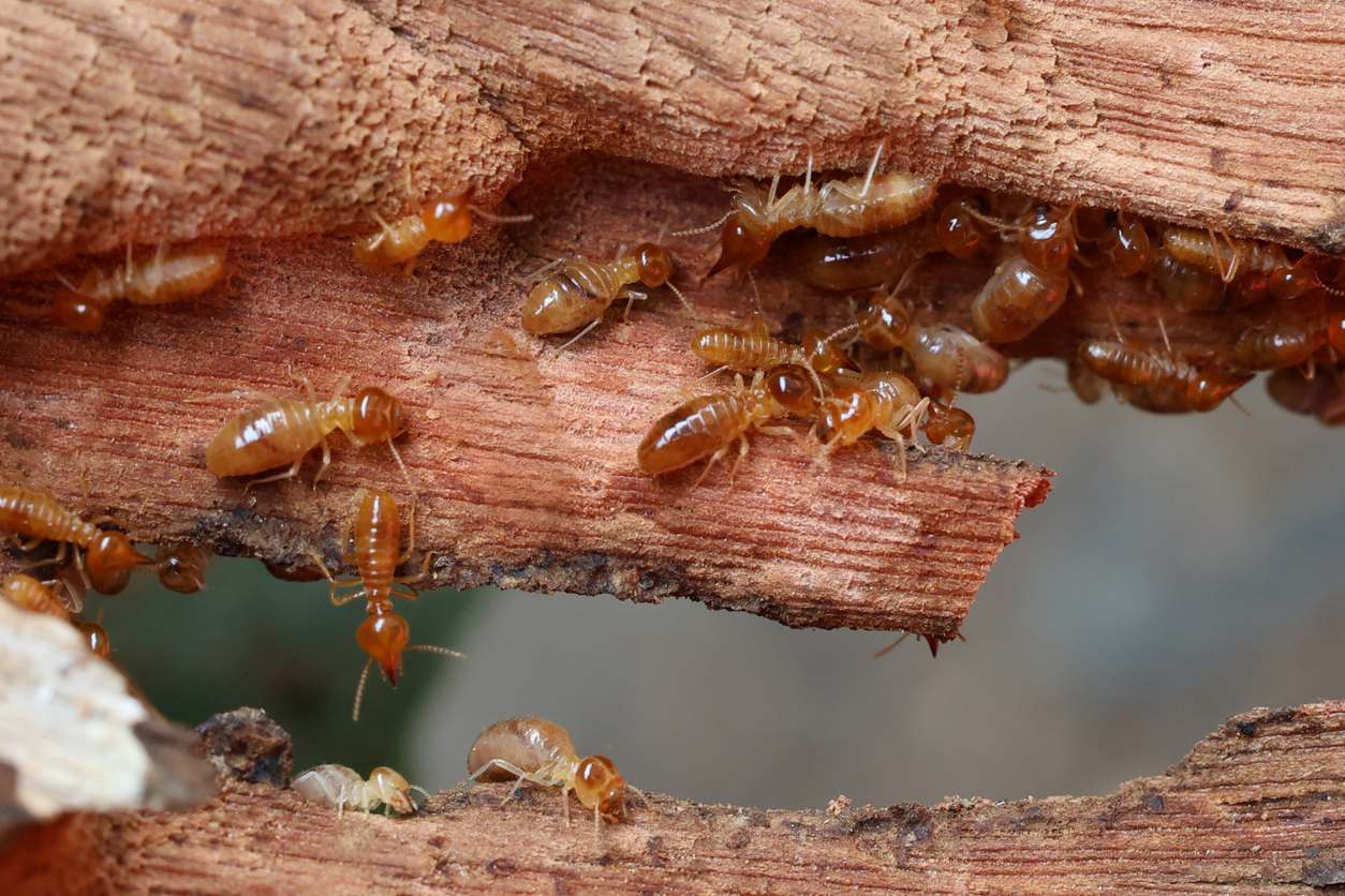 Several termites crawling on a piece of wood.