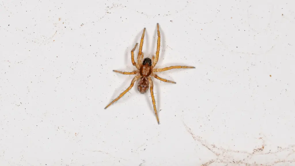 Arachnophobia Disease and Its Effects