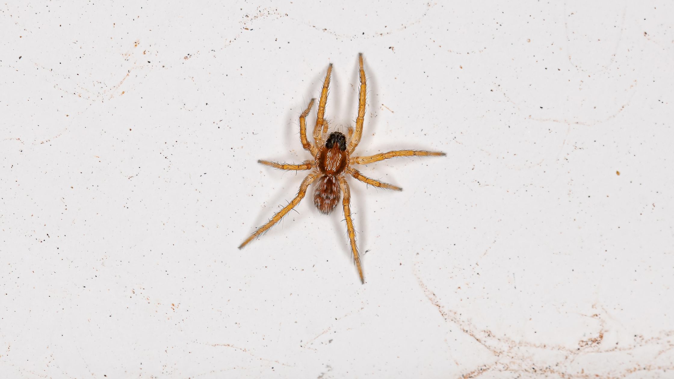 Arachnophobia Disease and Its Effects