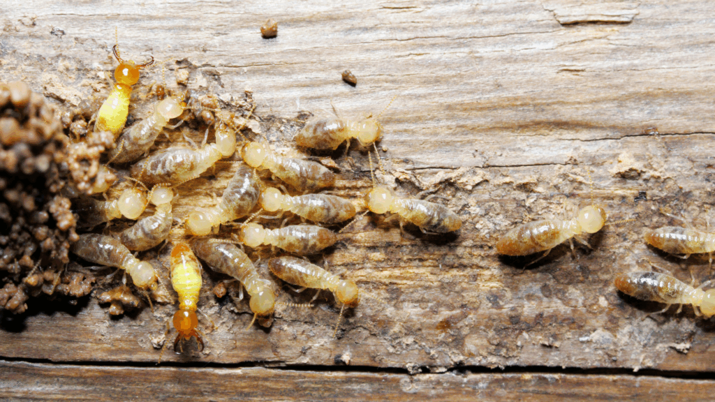 Effective Ways to Handle Termites in Texas Homes