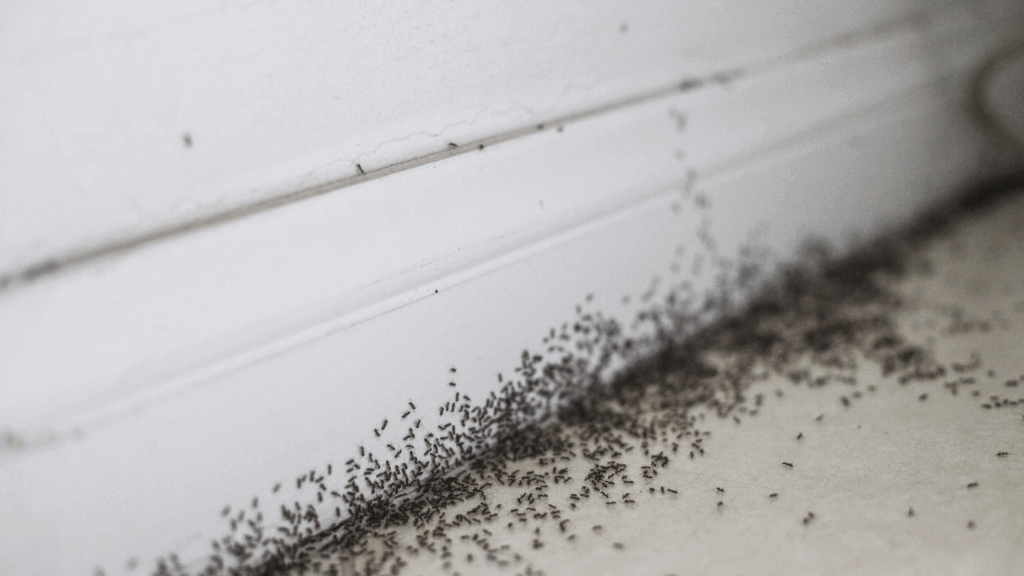 Expert Tips for Pest and Ant Control at Home