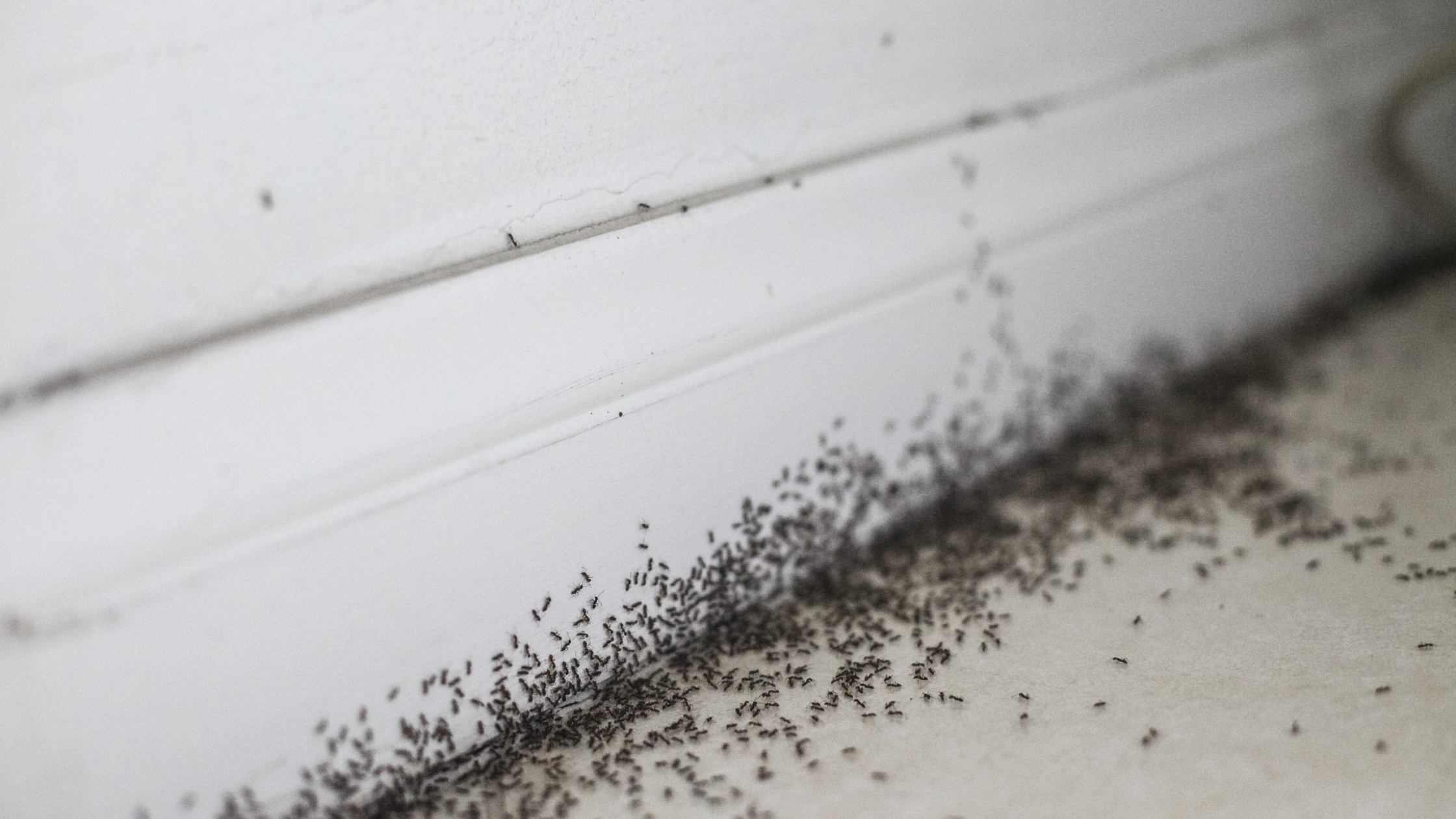 Expert Tips for Pest and Ant Control at Home