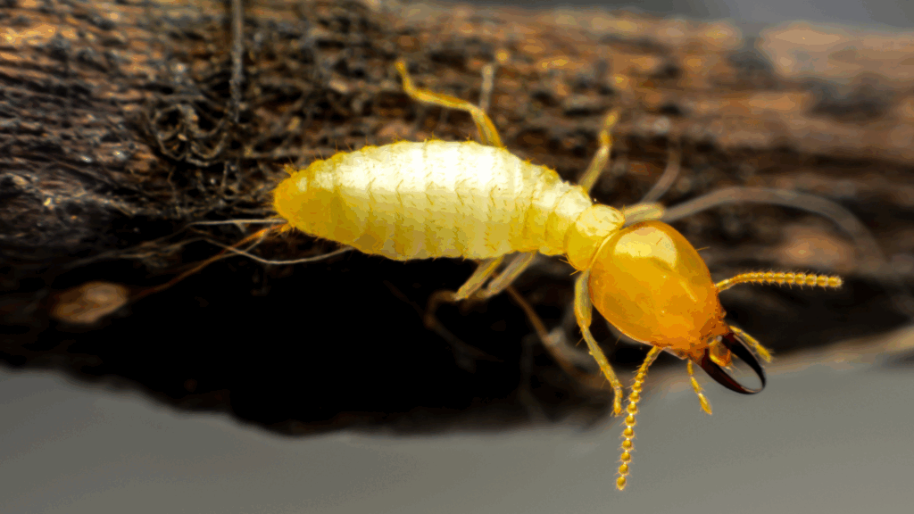 Key Signs of Termites You Should Never Ignore at Home