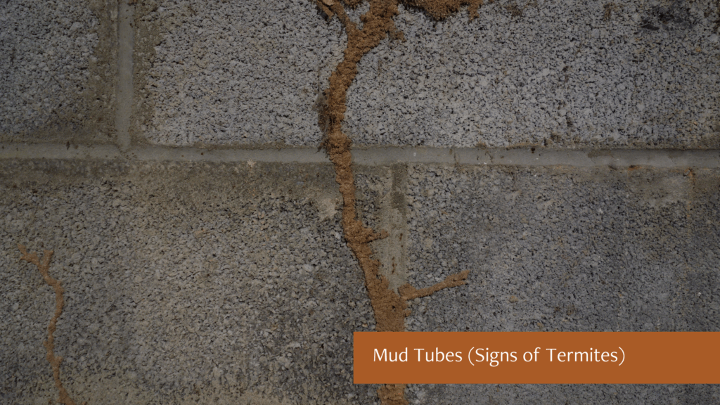 Mud Tubes (Signs of Termites)