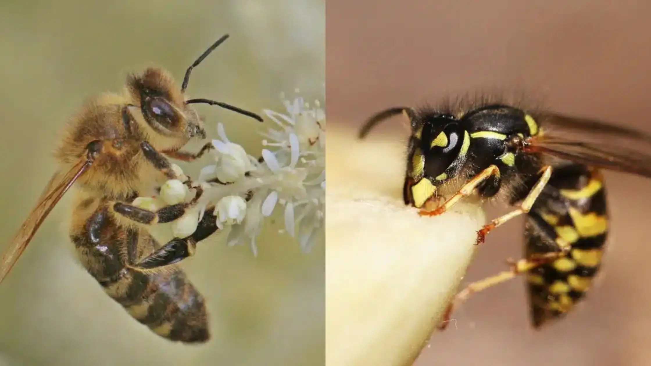 Wasp or Bee Identifying Key Differences and Staying Safe