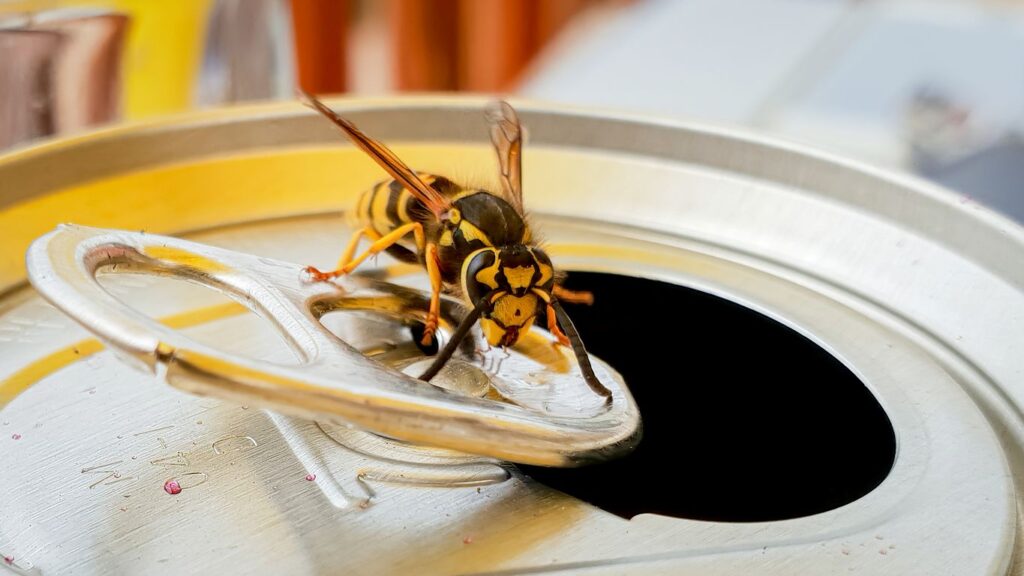 What Types of Pests Are Common in the Summer?