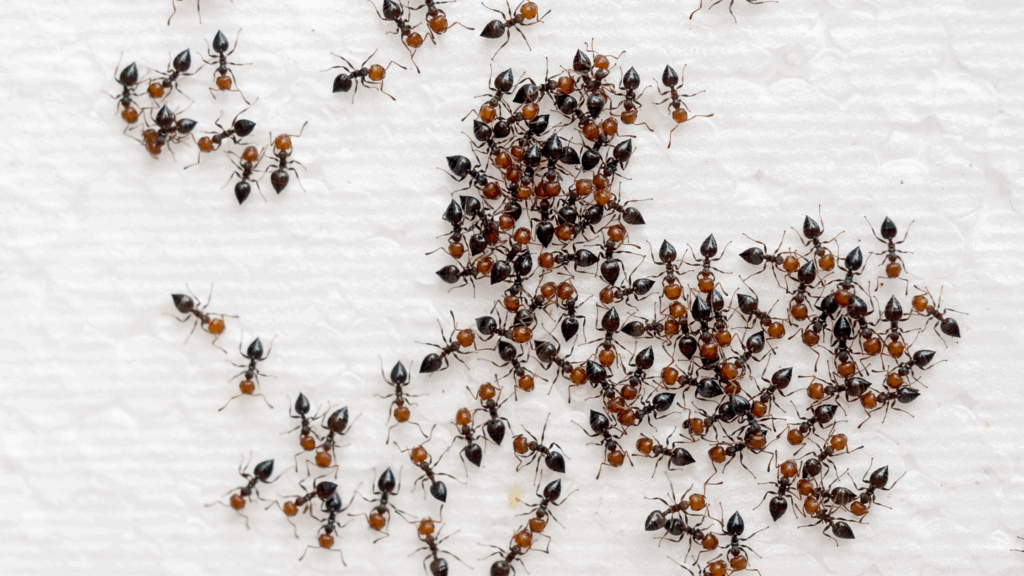 Ants Control: How to Prevent and Get Rid of Ants at Home