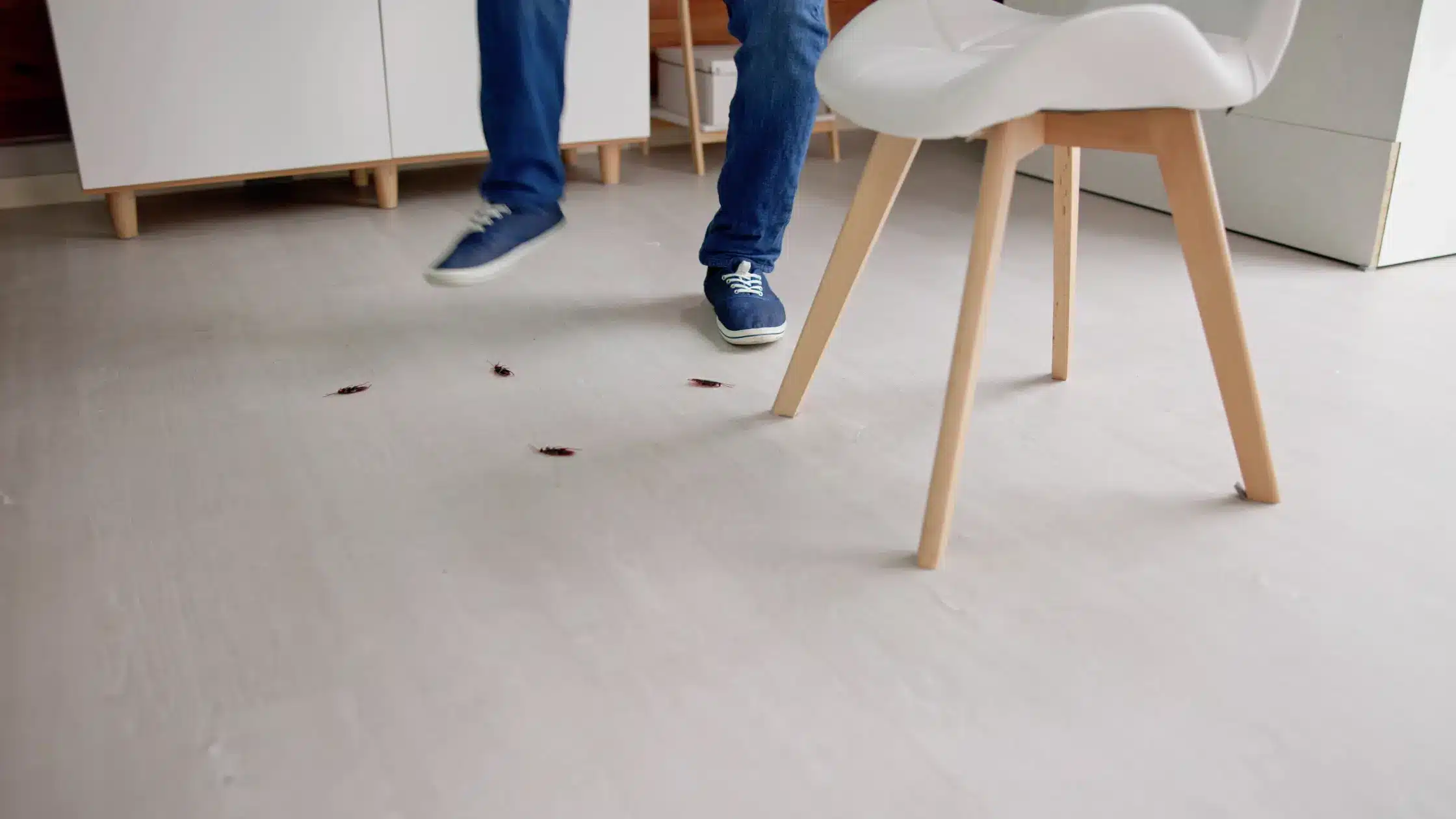 Cockroaches in a House Causes and Simple Solutions.