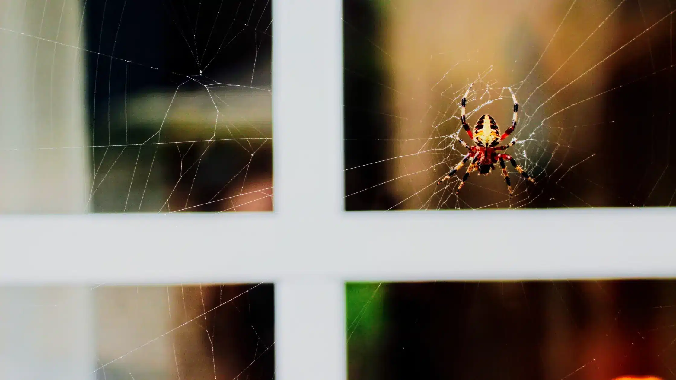 Smart Pest Control for Spiders in Your Home