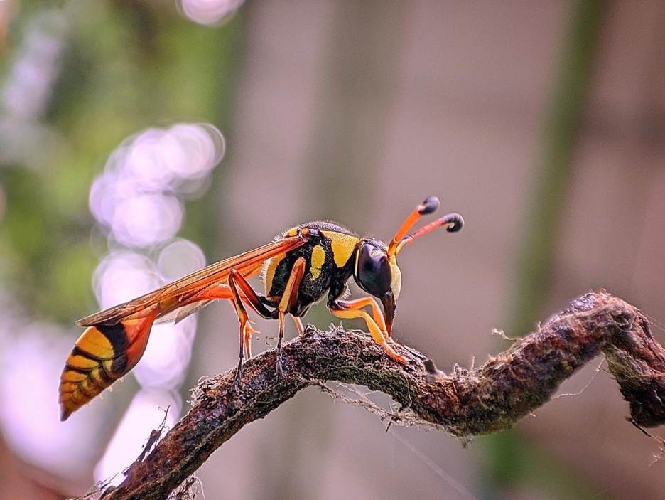 An orange and black mud dauber wasp rests on a brown vine.