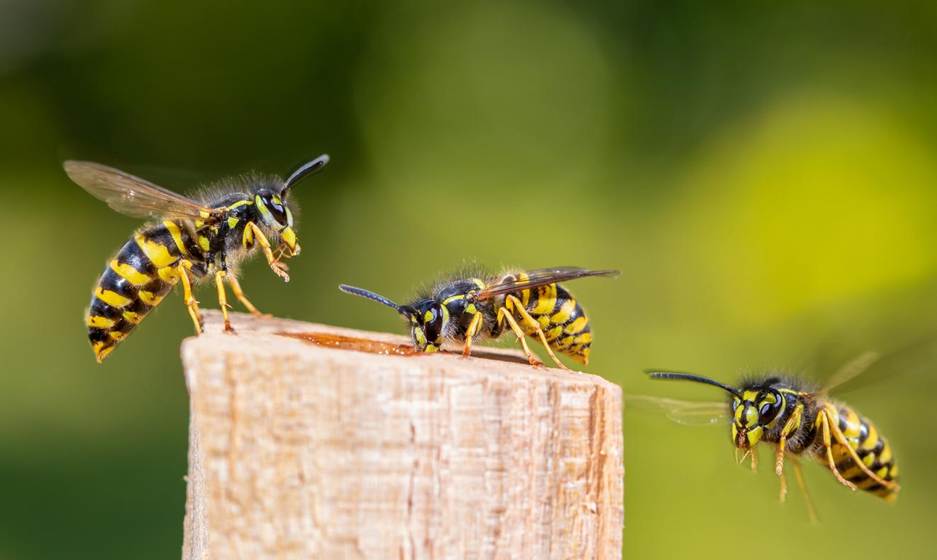 Three yellow jacket wasps gather around a sugary food source.