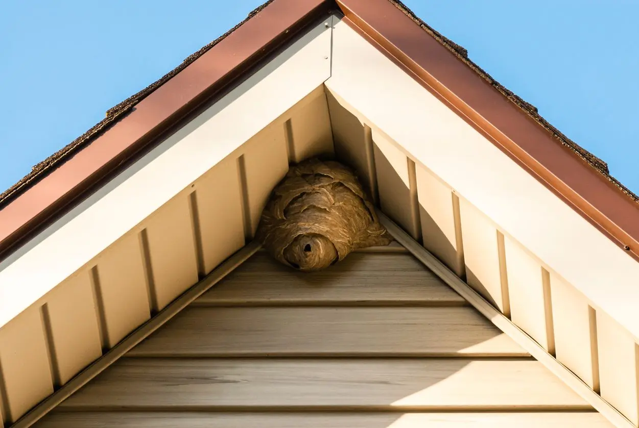 A paper wasp nest under the triangular roof peak on the siding of a home.