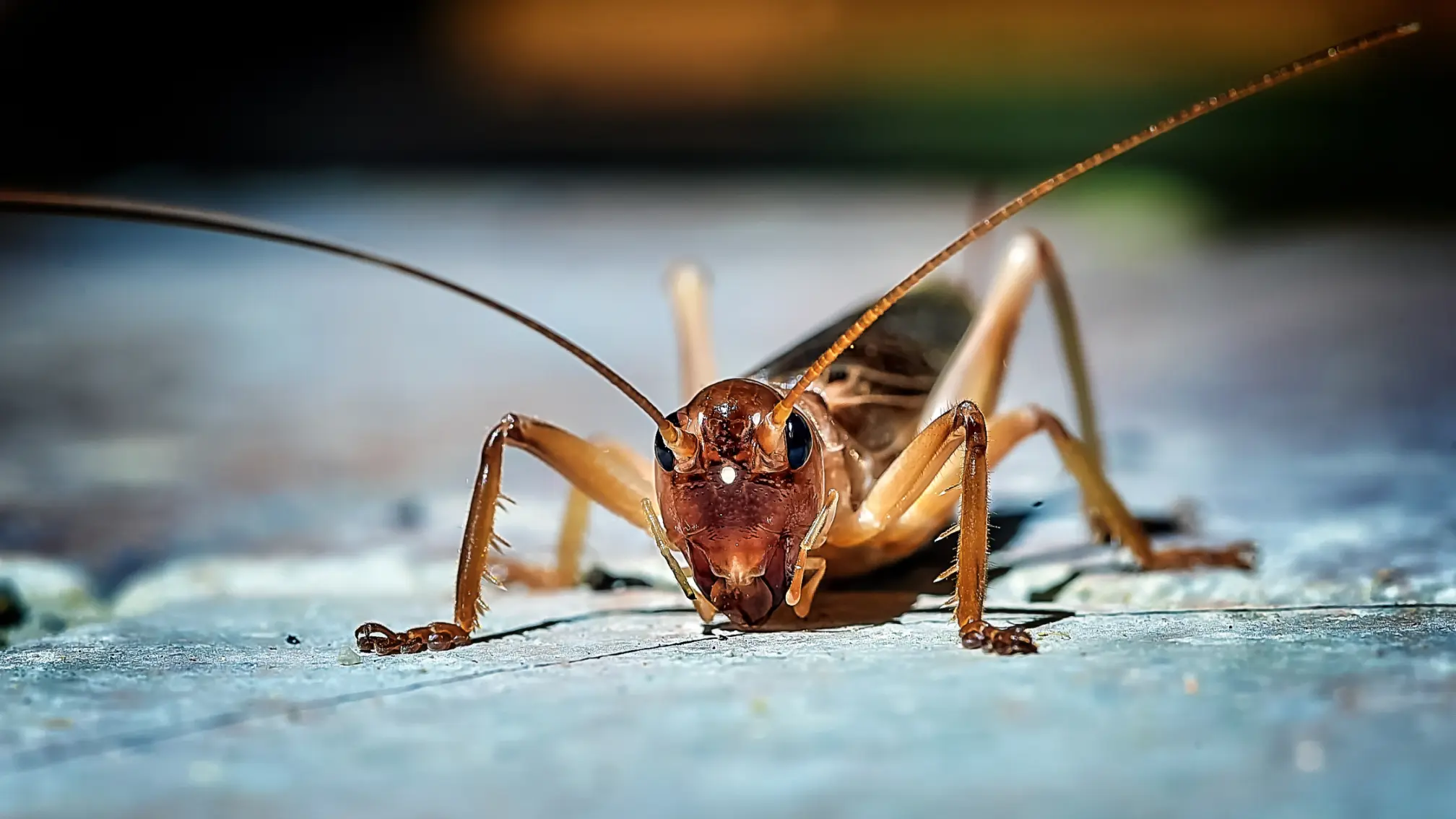 Eliminate Crickets and Keep Your Home Pest-Free