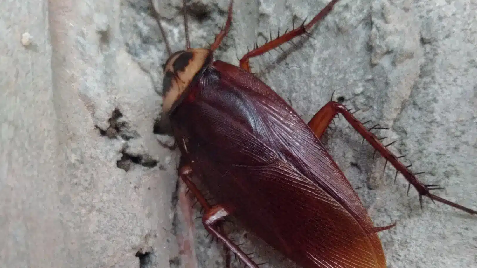 Find the Best Cockroach Exterminator Today