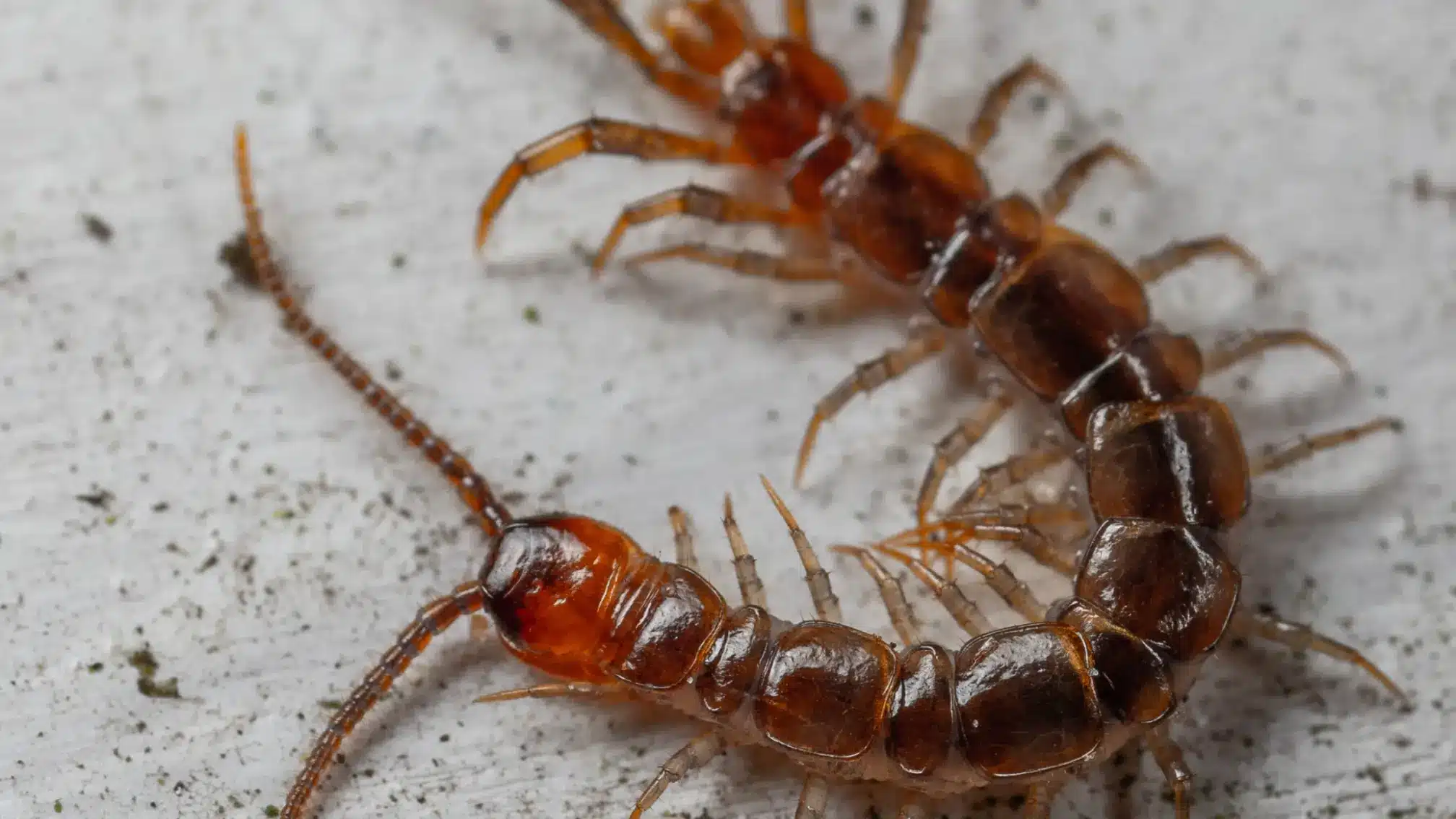 Get Rid of Centipedes with These Simple Tips