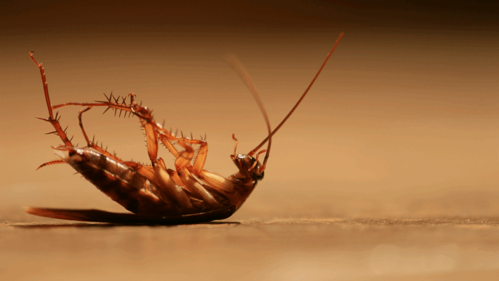 How to Eliminate House Cockroaches for a Cleaner Home
